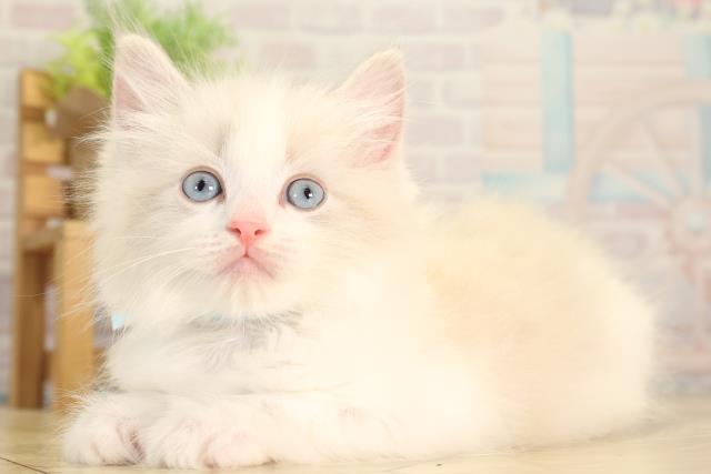 愛知県のラグドール (Coo&RIKU瀬港線守山店/2026年2月7日生まれ/男の子/ブルーポイントバイカラー)の子猫の3枚目の画像
