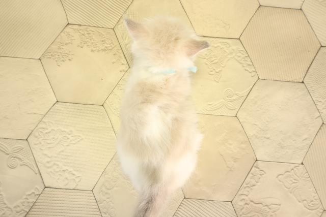 愛知県のラグドール (Coo&RIKU瀬港線守山店/2026年2月7日生まれ/男の子/ブルーポイントバイカラー)の子猫の4枚目の画像