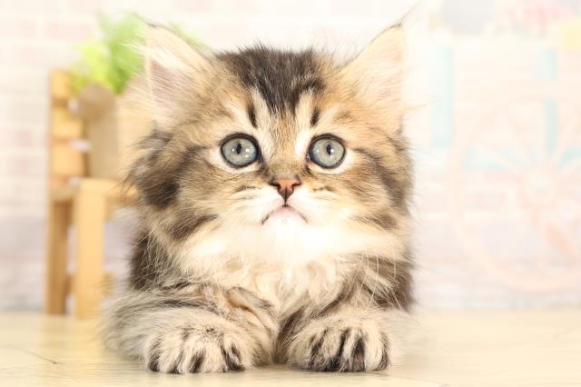 三重県のブリティッシュロングヘアー (Coo&RIKU四日市店/2026年2月6日生まれ/女の子/ブラウンマッカレルタビー)の子猫の1枚目の画像
