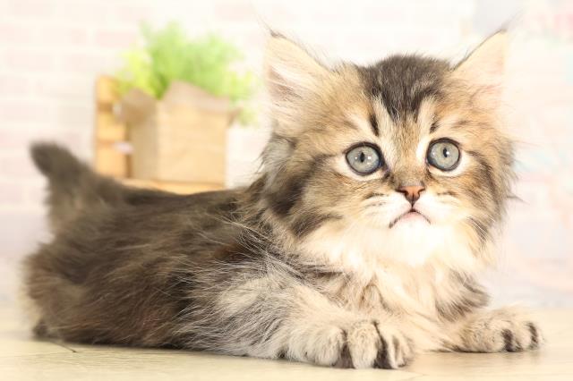 三重県のブリティッシュロングヘアー (Coo&RIKU四日市店/2026年2月6日生まれ/女の子/ブラウンマッカレルタビー)の子猫の2枚目の画像