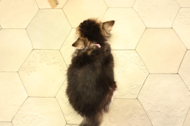 三重県のブリティッシュロングヘアー (Coo&RIKU四日市店/2026年2月6日生まれ/女の子/ブラウンマッカレルタビー)の子猫の4枚目の画像