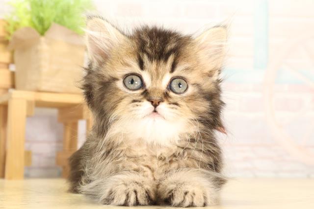 静岡県のブリティッシュロングヘアー (Coo&RIKU浜松店/2026年2月6日生まれ/女の子/ブラウンマッカレルタビー)の子猫の1枚目の画像