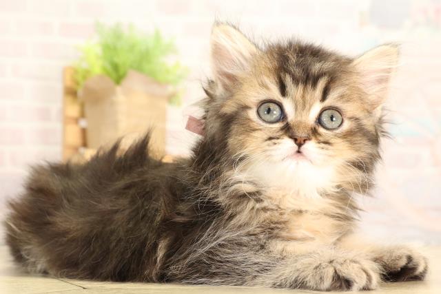 静岡県のブリティッシュロングヘアー (Coo&RIKU浜松店/2026年2月6日生まれ/女の子/ブラウンマッカレルタビー)の子猫の2枚目の画像