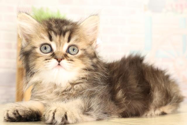 静岡県のブリティッシュロングヘアー (Coo&RIKU浜松店/2026年2月6日生まれ/女の子/ブラウンマッカレルタビー)の子猫の3枚目の画像