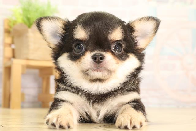 愛知県のチワワ(ロング) (Coo&RIKU岡崎店/2026年2月8日生まれ/女の子/ブラックタン)の子犬の1枚目の画像