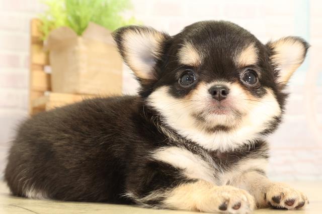 愛知県のチワワ(ロング) (Coo&RIKU岡崎店/2026年2月8日生まれ/女の子/ブラックタン)の子犬の2枚目の画像