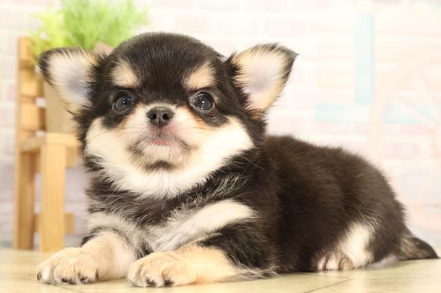 愛知県のチワワ(ロング) (Coo&RIKU岡崎店/2026年2月8日生まれ/女の子/ブラックタン)の子犬の3枚目の画像