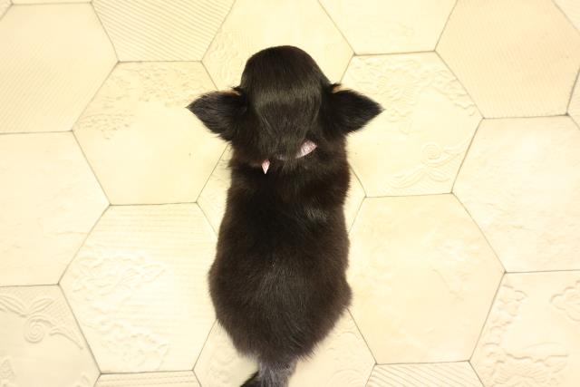 愛知県のチワワ(ロング) (Coo&RIKU岡崎店/2026年2月8日生まれ/女の子/ブラックタン)の子犬の4枚目の画像