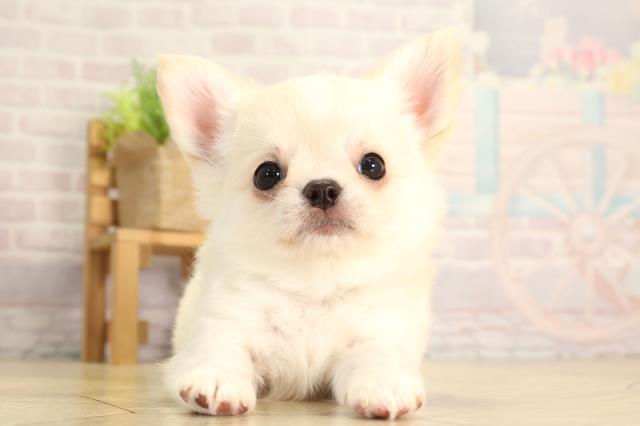 愛知県のチワワ(ロング) (Coo&RIKU名古屋滝ノ水店/2026年2月8日生まれ/男の子/クリームゴールド)の子犬の1枚目の画像