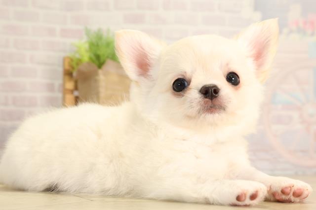 愛知県のチワワ(ロング) (Coo&RIKU名古屋滝ノ水店/2026年2月8日生まれ/男の子/クリームゴールド)の子犬の2枚目の画像