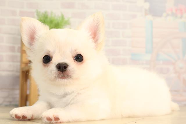 愛知県のチワワ(ロング) (Coo&RIKU名古屋滝ノ水店/2026年2月8日生まれ/男の子/クリームゴールド)の子犬の3枚目の画像