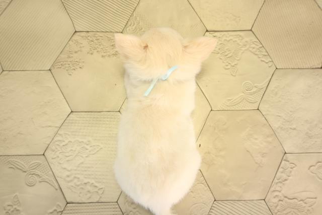 愛知県のチワワ(ロング) (Coo&RIKU名古屋滝ノ水店/2026年2月8日生まれ/男の子/クリームゴールド)の子犬の4枚目の画像