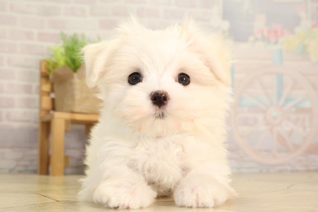 三重県のマルチーズ (Coo&RIKU津高茶屋店/2026年2月7日生まれ/男の子/ホワイト)の子犬の1枚目の画像