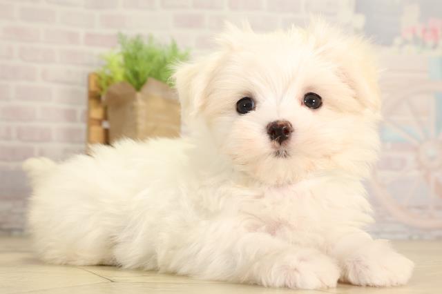 三重県のマルチーズ (Coo&RIKU津高茶屋店/2026年2月7日生まれ/男の子/ホワイト)の子犬の2枚目の画像