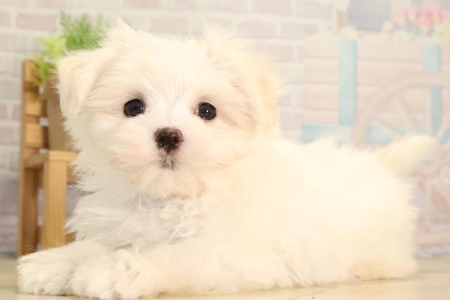 三重県のマルチーズ (Coo&RIKU津高茶屋店/2026年2月7日生まれ/男の子/ホワイト)の子犬の3枚目の画像