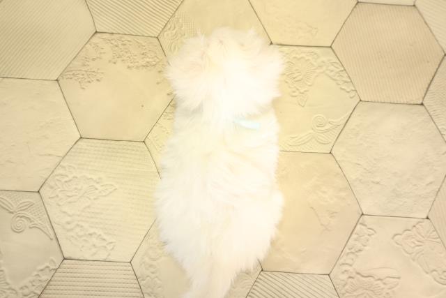 三重県のマルチーズ (Coo&RIKU津高茶屋店/2026年2月7日生まれ/男の子/ホワイト)の子犬の4枚目の画像