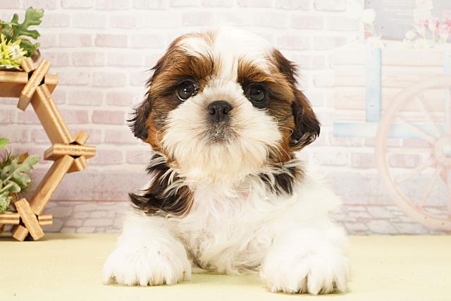 愛知県のシーズー (Coo&RIKU名古屋中川店/2026年2月4日生まれ/男の子/ゴールドホワイト)の子犬の1枚目の画像