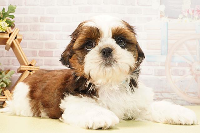 愛知県のシーズー (Coo&RIKU名古屋中川店/2026年2月4日生まれ/男の子/ゴールドホワイト)の子犬の2枚目の画像