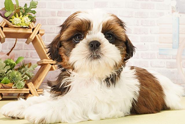 愛知県のシーズー (Coo&RIKU名古屋中川店/2026年2月4日生まれ/男の子/ゴールドホワイト)の子犬の3枚目の画像