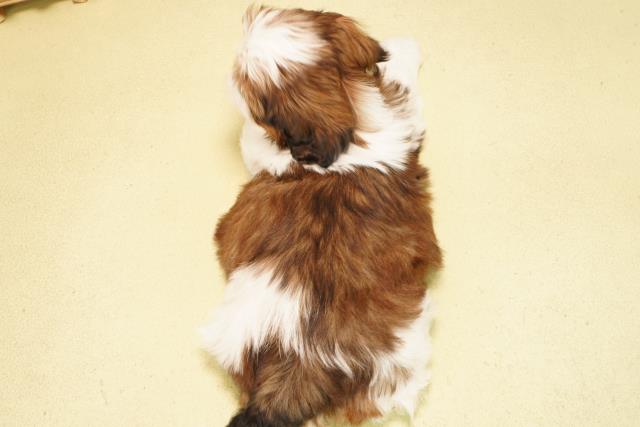 愛知県のシーズー (Coo&RIKU名古屋中川店/2026年2月4日生まれ/男の子/ゴールドホワイト)の子犬の4枚目の画像