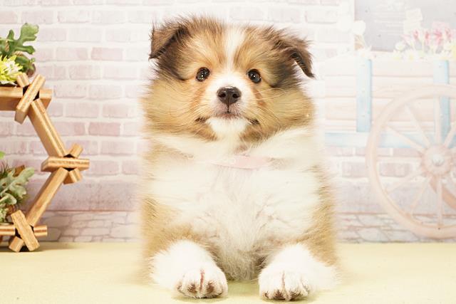 シェットランドシープドッグ