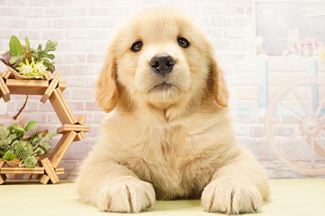 愛知県のゴールデンレトリバー (Coo&RIKU名古屋中川店/2026年2月8日生まれ/女の子/ゴールデン)の子犬の1枚目の画像