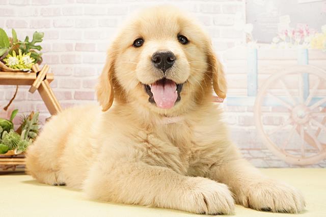 愛知県のゴールデンレトリバー (Coo&RIKU名古屋中川店/2026年2月8日生まれ/女の子/ゴールデン)の子犬の2枚目の画像