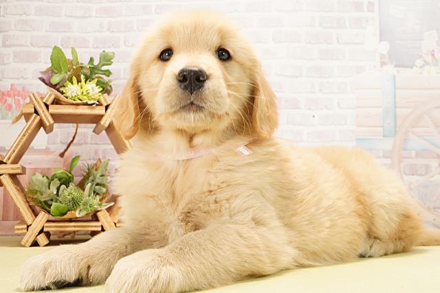 愛知県のゴールデンレトリバー (Coo&RIKU名古屋中川店/2026年2月8日生まれ/女の子/ゴールデン)の子犬の3枚目の画像