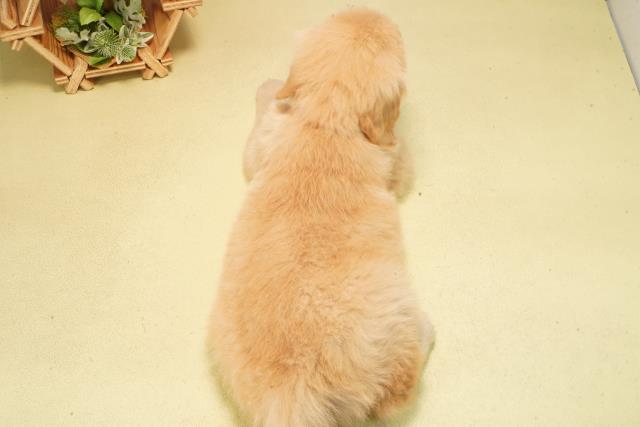 愛知県のゴールデンレトリバー (Coo&RIKU名古屋中川店/2026年2月8日生まれ/女の子/ゴールデン)の子犬の4枚目の画像