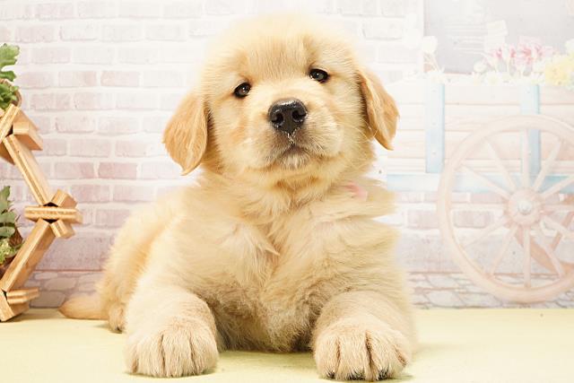 三重県のゴールデンレトリバー (Coo&RIKU四日市店/2026年2月8日生まれ/女の子/ゴールデン)の子犬