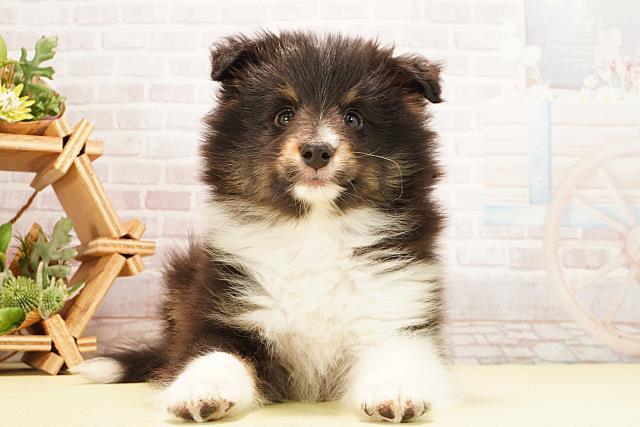 シェットランドシープドッグ