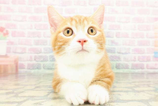 栃木県のマンチカン (Coo&RIKU小山店/2025年12月24日生まれ/男の子/レッドタビーホワイト)の子猫の1枚目の画像