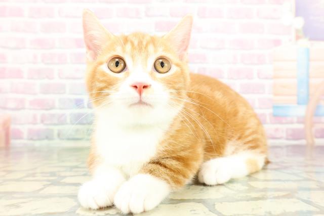 栃木県のマンチカン (Coo&RIKU小山店/2025年12月24日生まれ/男の子/レッドタビーホワイト)の子猫の2枚目の画像