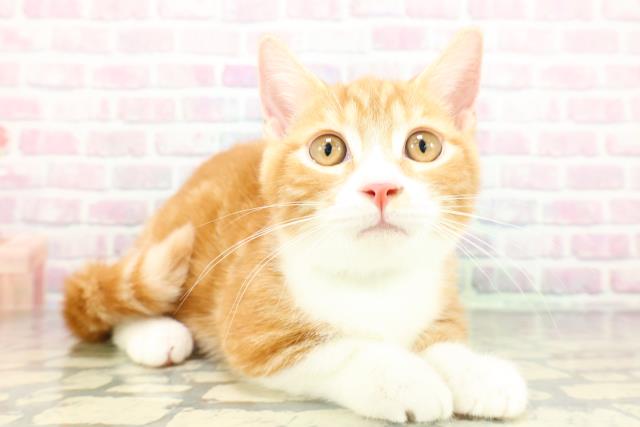 栃木県のマンチカン (Coo&RIKU小山店/2025年12月24日生まれ/男の子/レッドタビーホワイト)の子猫の3枚目の画像