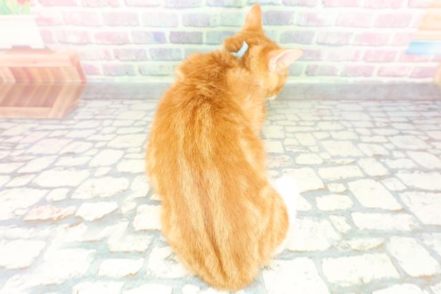 栃木県のマンチカン (Coo&RIKU小山店/2025年12月24日生まれ/男の子/レッドタビーホワイト)の子猫の4枚目の画像