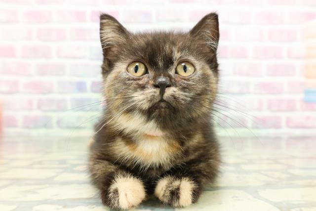 山梨県のスコティッシュフォールド (Coo&RIKU甲府昭和通り店/2026年1月7日生まれ/女の子/トーティー)の子猫の1枚目の画像