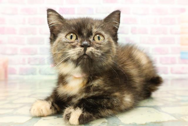 山梨県のスコティッシュフォールド (Coo&RIKU甲府昭和通り店/2026年1月7日生まれ/女の子/トーティー)の子猫の2枚目の画像