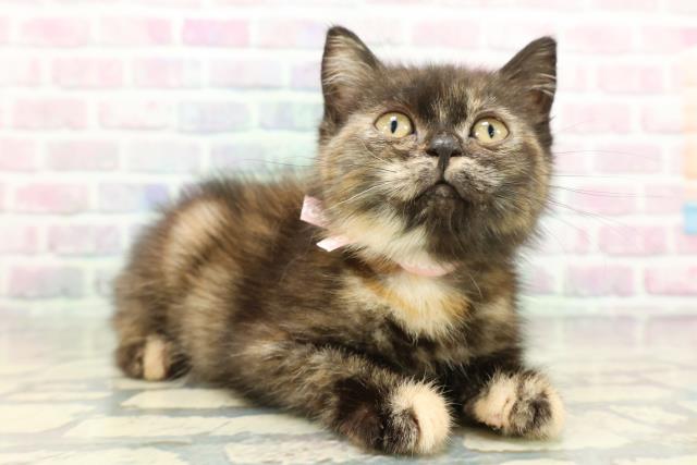 山梨県のスコティッシュフォールド (Coo&RIKU甲府昭和通り店/2026年1月7日生まれ/女の子/トーティー)の子猫の3枚目の画像