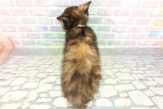 山梨県のスコティッシュフォールド (Coo&RIKU甲府昭和通り店/2026年1月7日生まれ/女の子/トーティー)の子猫の4枚目の画像