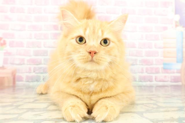 栃木県のサイベリアン (Coo&RIKU宇都宮店/2025年10月10日生まれ/女の子/レッドタビー)の子猫の1枚目の画像