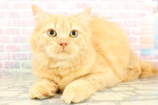 栃木県のサイベリアン (Coo&RIKU宇都宮店/2025年10月10日生まれ/女の子/レッドタビー)の子猫の2枚目の画像