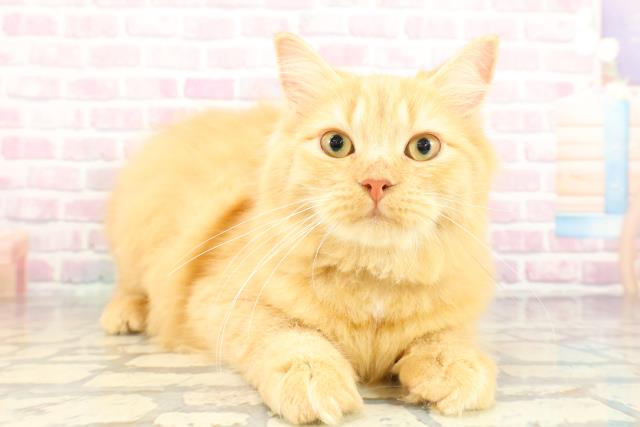 栃木県のサイベリアン (Coo&RIKU宇都宮店/2025年10月10日生まれ/女の子/レッドタビー)の子猫の3枚目の画像