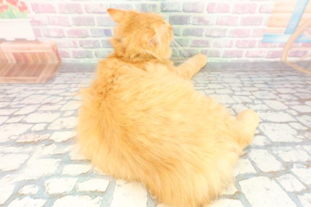 栃木県のサイベリアン (Coo&RIKU宇都宮店/2025年10月10日生まれ/女の子/レッドタビー)の子猫の4枚目の画像