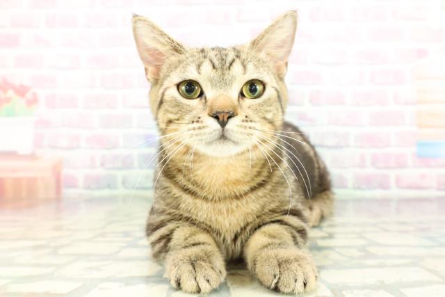 東京都のマンチカン (Coo&RIKU立川店/2025年9月15日生まれ/男の子/ブラウンタビー)の子猫の1枚目の画像