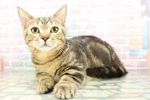 東京都のマンチカン (Coo&RIKU立川店/2025年9月15日生まれ/男の子/ブラウンタビー)の子猫の2枚目の画像