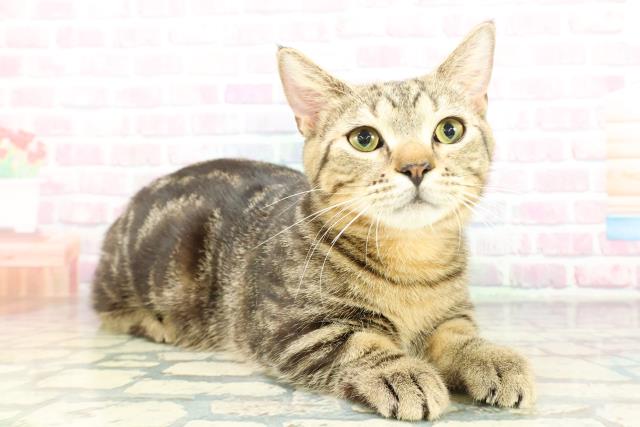 東京都のマンチカン (Coo&RIKU立川店/2025年9月15日生まれ/男の子/ブラウンタビー)の子猫の3枚目の画像