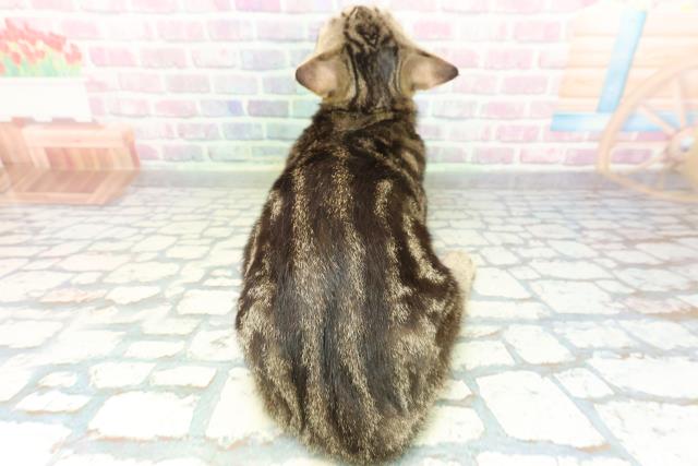 東京都のマンチカン (Coo&RIKU立川店/2025年9月15日生まれ/男の子/ブラウンタビー)の子猫の4枚目の画像