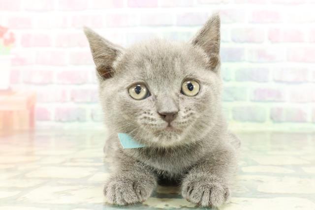 東京都のブリティッシュショートヘアー (Coo&RIKU立川店/2026年2月7日生まれ/男の子/ブルー)の子猫の1枚目の画像