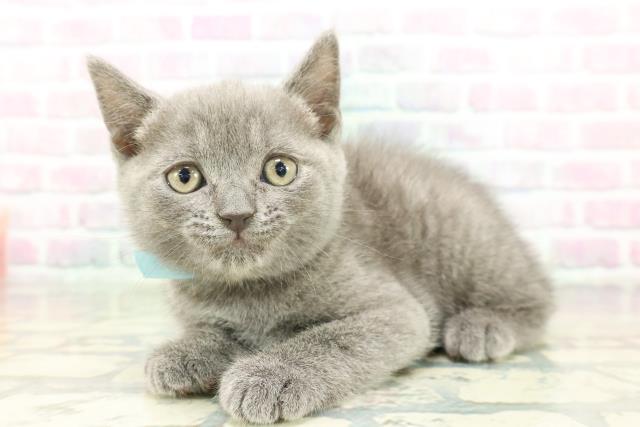 東京都のブリティッシュショートヘアー (Coo&RIKU立川店/2026年2月7日生まれ/男の子/ブルー)の子猫の2枚目の画像