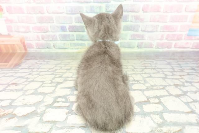 東京都のブリティッシュショートヘアー (Coo&RIKU立川店/2026年2月7日生まれ/男の子/ブルー)の子猫の4枚目の画像